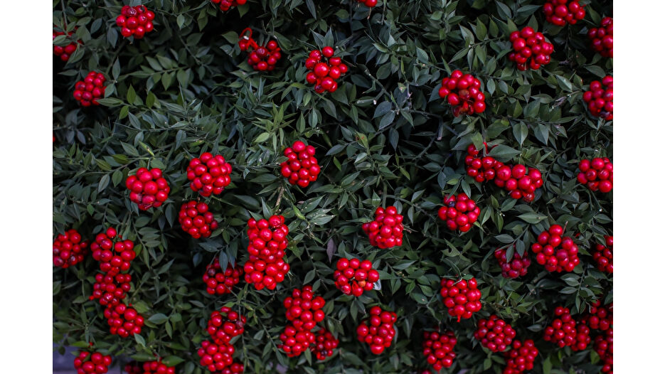 50 milyon TL’lik kokina bereketi