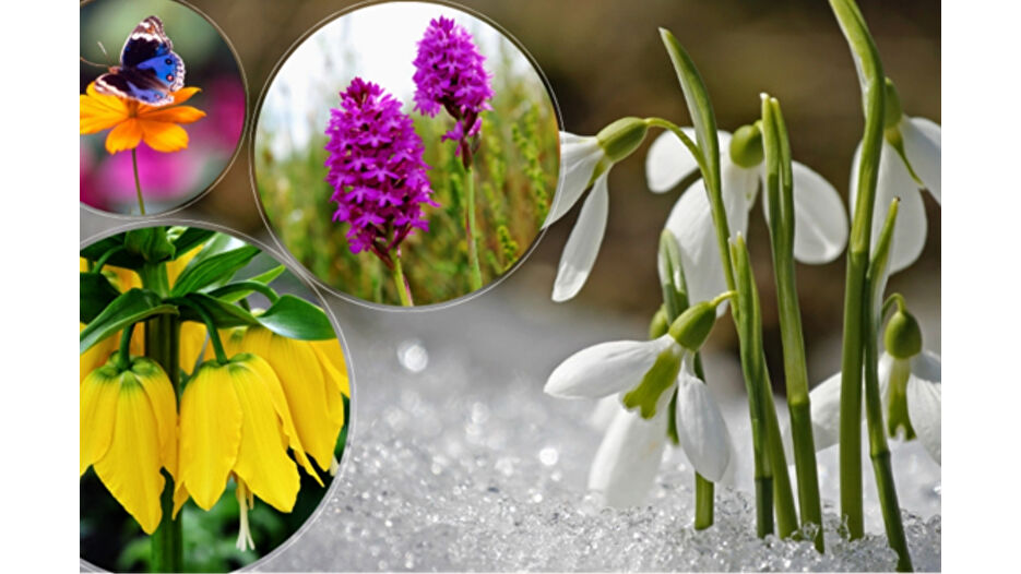 Biyokaçakçılar endemik türlerin peşinde