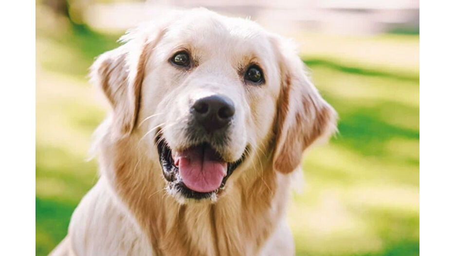 Köpek Poni’nin velayeti mahkemece belirlendi