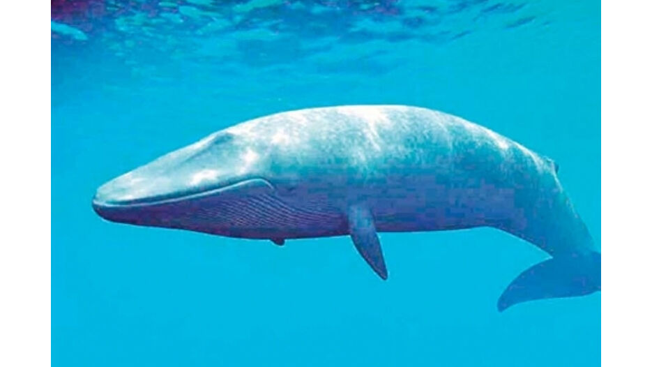 Kutup balinalarında bulaşıcı virüs alarmı