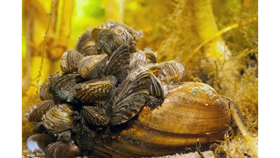 Avrupa’da midye krizi, Türkiye risk altında