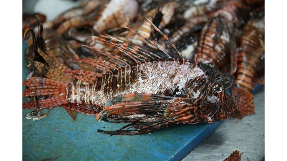 İstilacı aslan balığı Akdeniz için bir tehdit