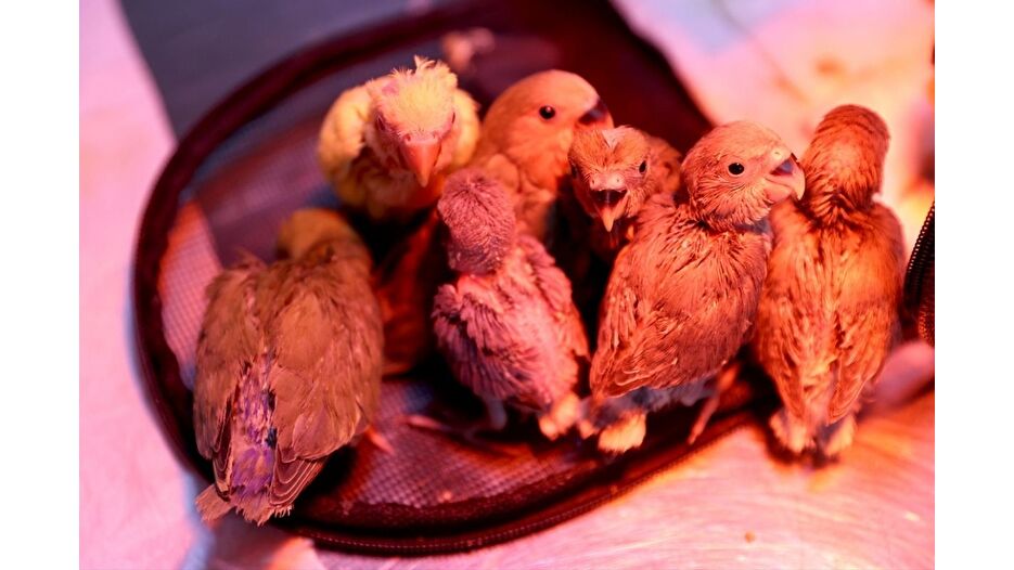 El konulan cennet papağanlarına özel bakım