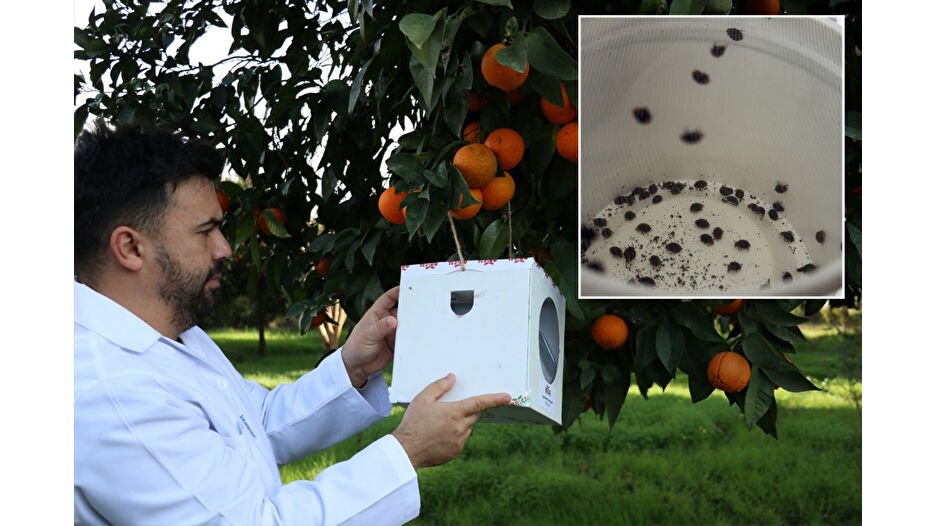 Bahçelerin küçük bekçileri