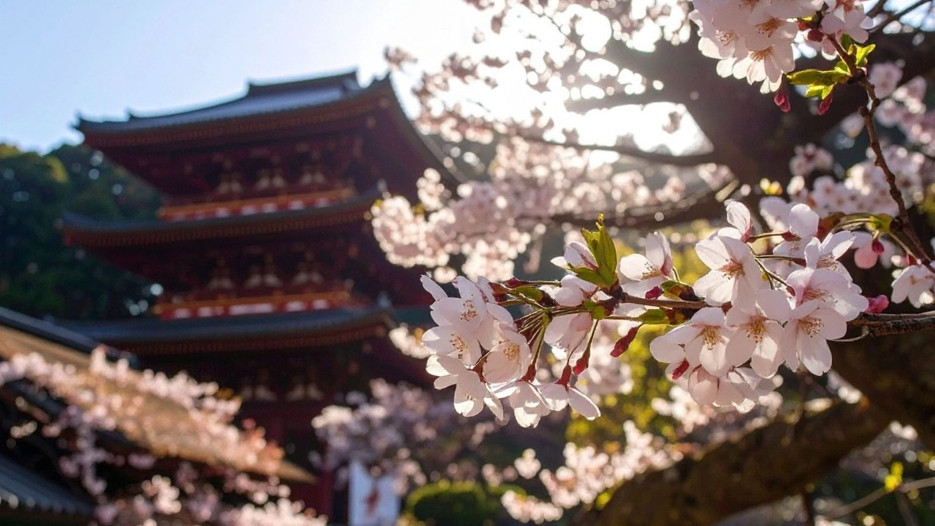 Sakura mevsimi cep yakıyor