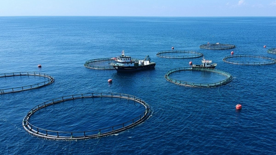 İlk çeyrekte 553 milyon dolarlık su ürünleri ihracatı