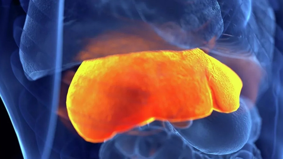 Karaciğer hastalığında küresel alarm