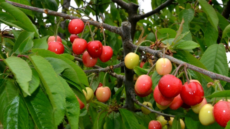 İlk kirazın kilosu 6 bin TL’ye satıldı