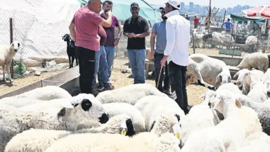 Kurban pazarlarında hareketlilik başladı