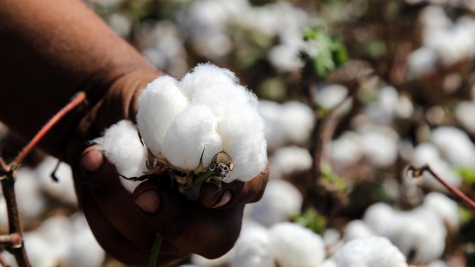 Sentetik lif maliyetleri arttı, pamuk yeniden cazip oldu