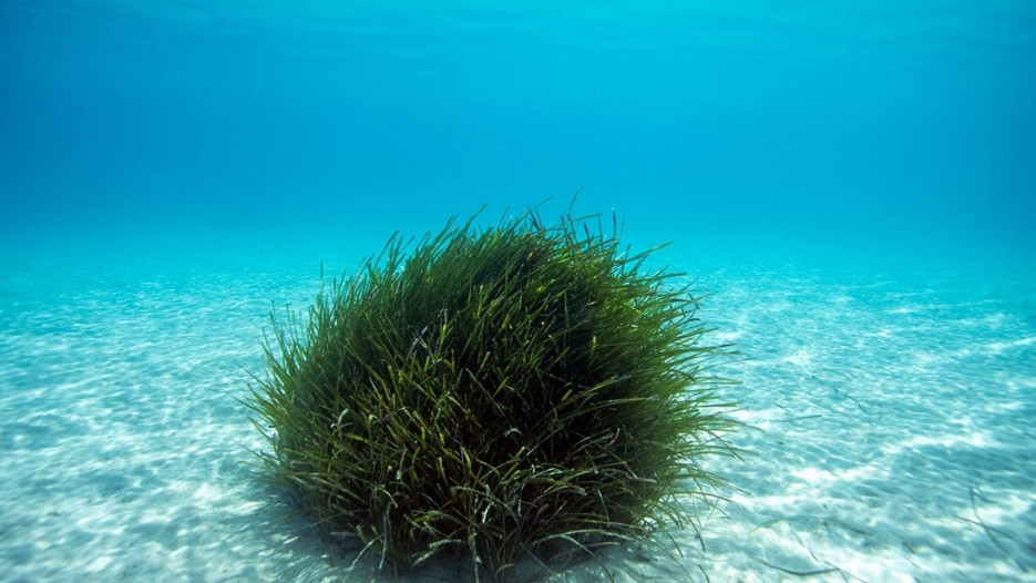 Bodrum kıyılarında deniz çayırı alarmı