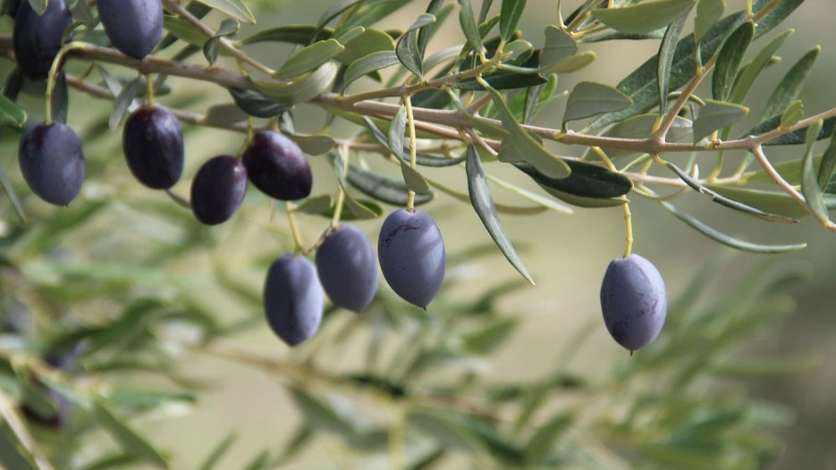 Zeytin sektöründe rekor sezon beklentisi