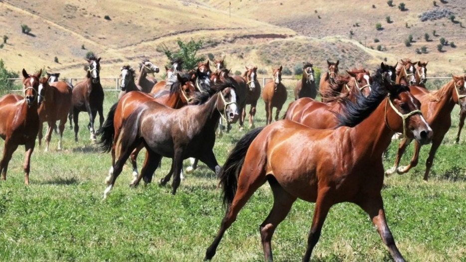 Safkan taylarda fiyat uçtu 13 tay 51,6 milyon TL