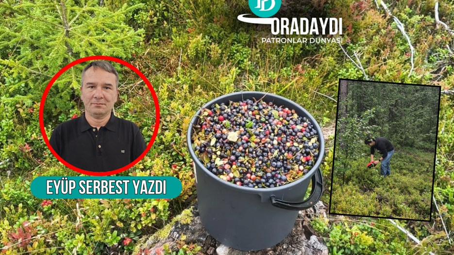 Finlandiya'nın mavi altınını nasıl topladık