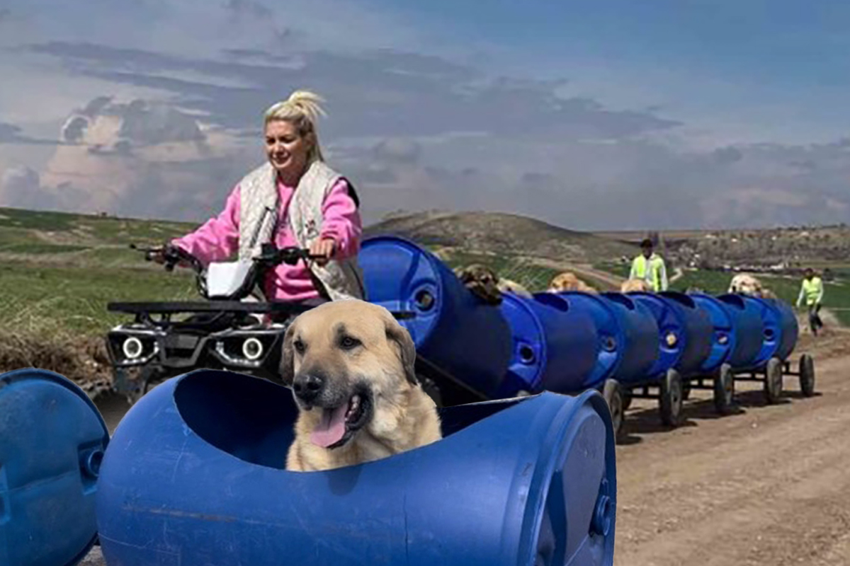 Engelli köpekleri varillerden yaptığı "tren"le gezdiriyor