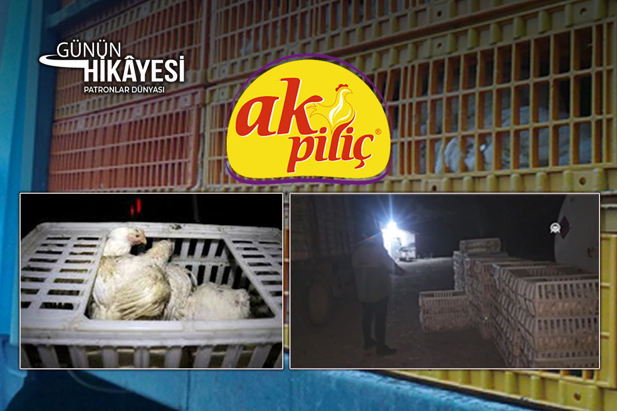 Bolu'ya kesime gönderilen tavukları çalmaya çalışan zanlılara jandarmadan suçüstü