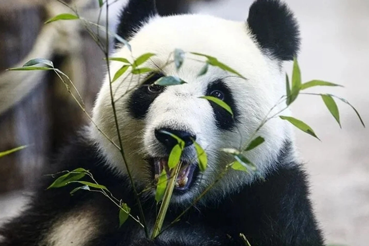 Japonya'nın en yaşlı pandası "Tan Tan" öldü