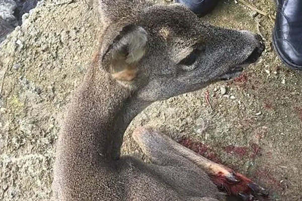 Rize'de demir korkuluklara sıkışan karacayı otobüs şoförü kurtardı