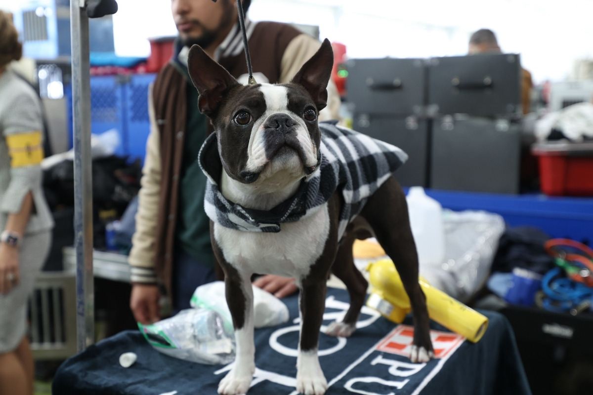 148. Westminster Kennel Club Köpek Şovu başladı