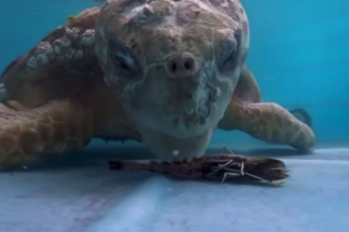 İztuzu'ndan sevindiren haber: Bir ayda 102 Caretta yuva yaptı