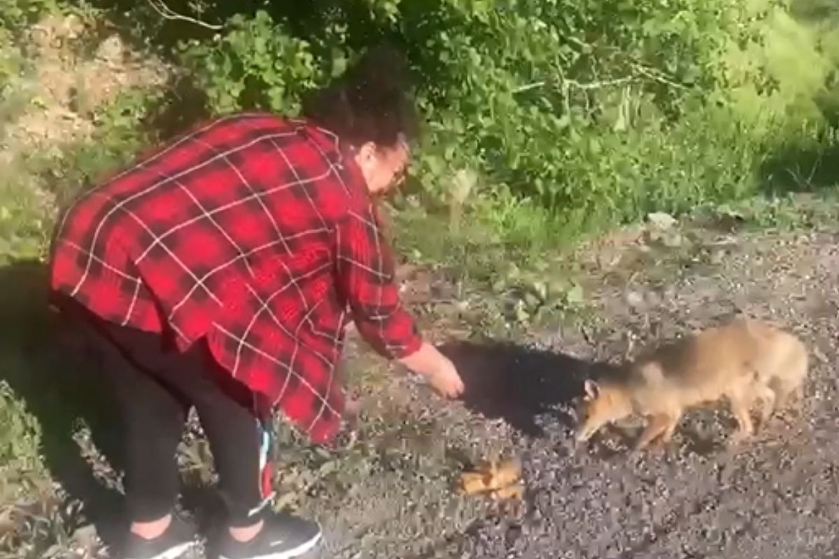Kızıl tilkiyi bisküviyle besledi sohbeti gülümsetti