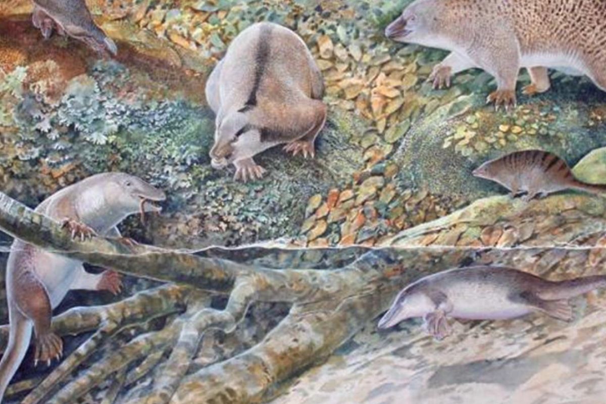 Avustralya'da 100 milyon yıllık 'karıncayiyen' fosilleri bulundu