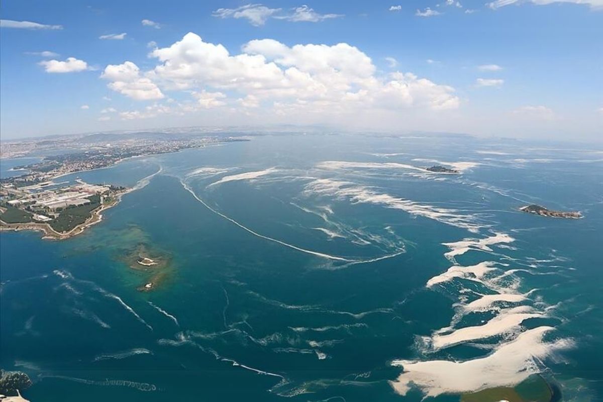 Müsilaj Marmara'da deniz türlerini yüzde 25 azalttı