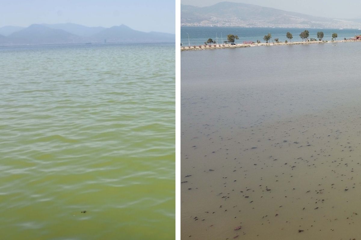 İzmir'de denizde korkutan değişim