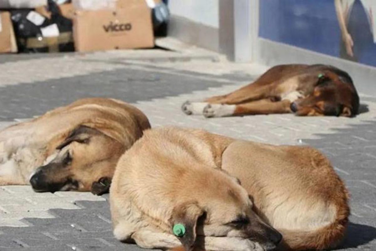 Hastalık taşıyan köpekleri Ankara'ya getiren 2 sanık hakkında dava açıldı