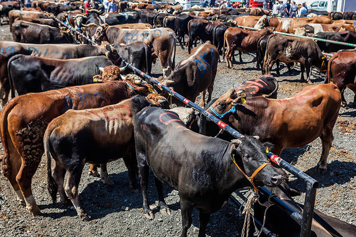 Kurbanlık fiyatlarında düşüş: 40 lira birden geriledi