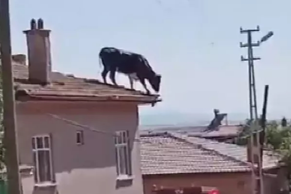 Damdaki boğayı yakalamak için zorlu mesai