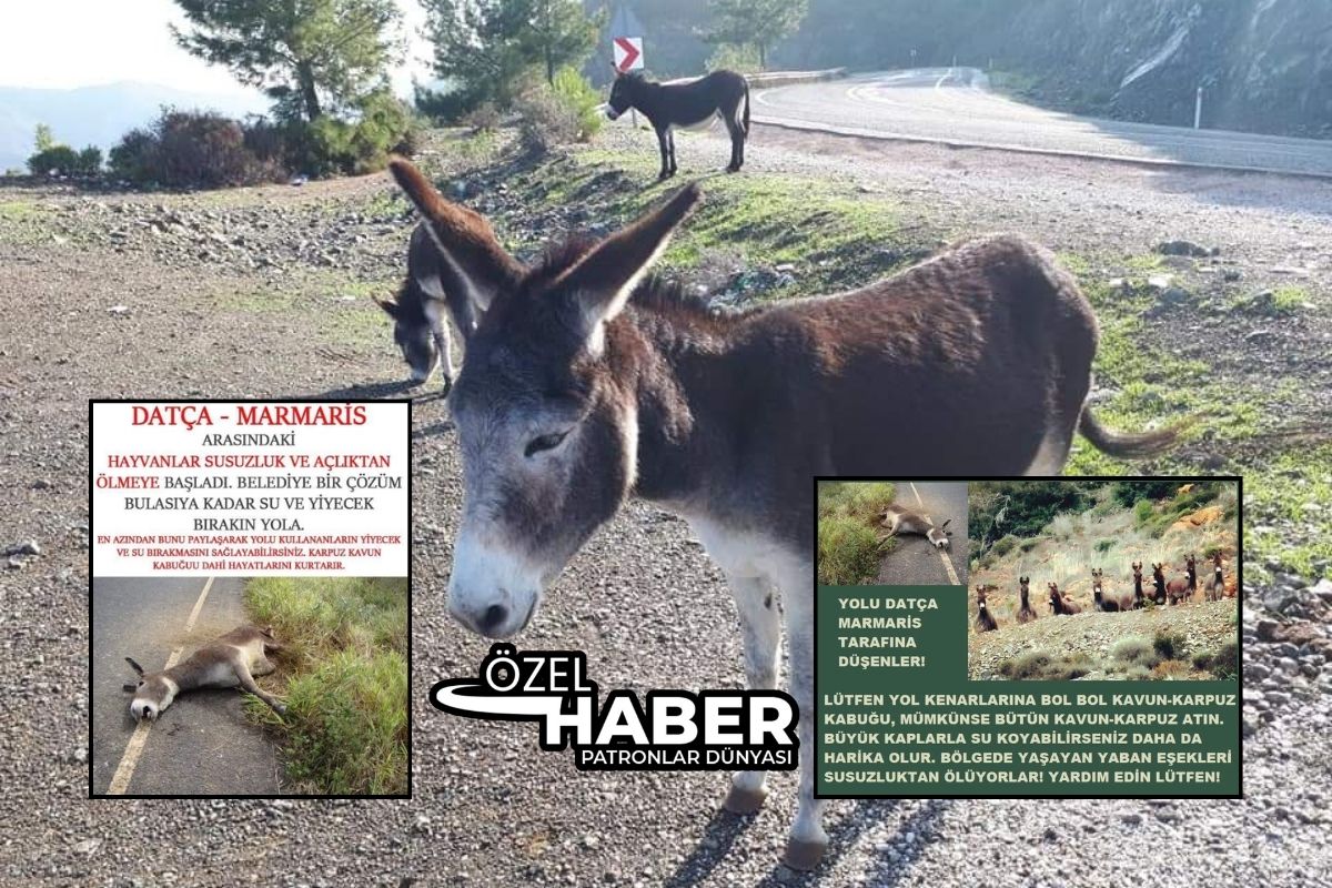 Beslenmek için yola yaklaşıyorlar, kazaya yol açıyorlar