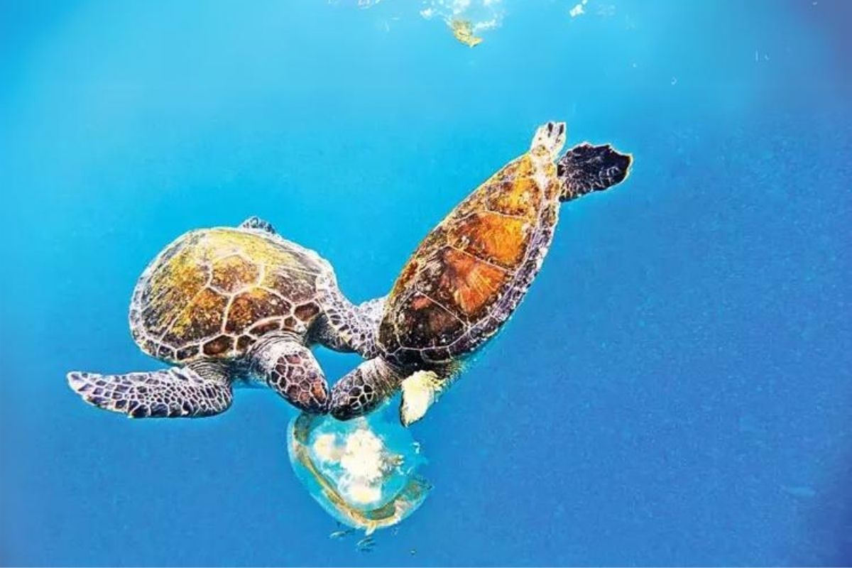 Deniz kaplumbağaları geldi, göçmen denizanaları sahilleri terk etti