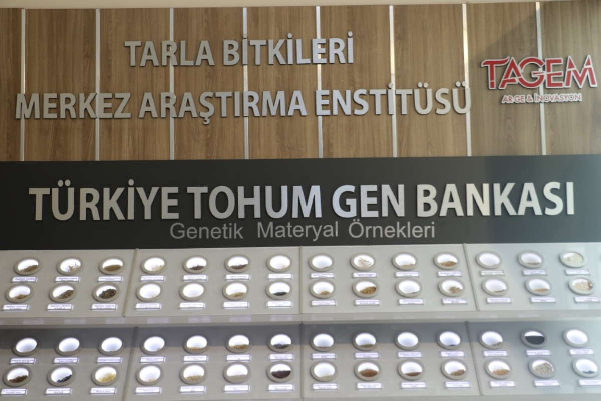 120 bin tohum Tohum Gen Bankası'nda