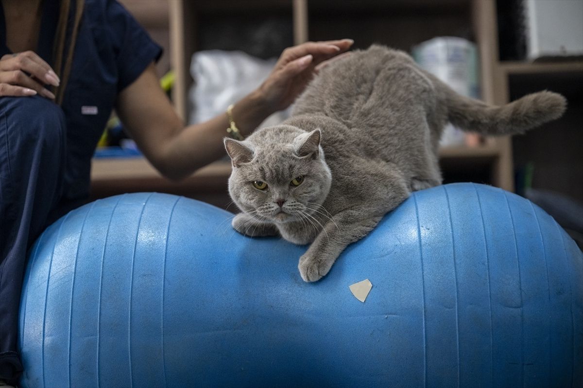 Obez kedi "Şiraz" azmetti 6 kilo verdi