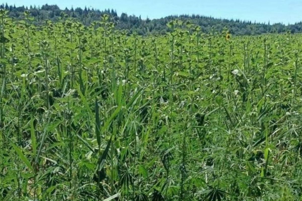 Ayçiçeği görünümlü kenevir tarlası ortaya çıkarıldı