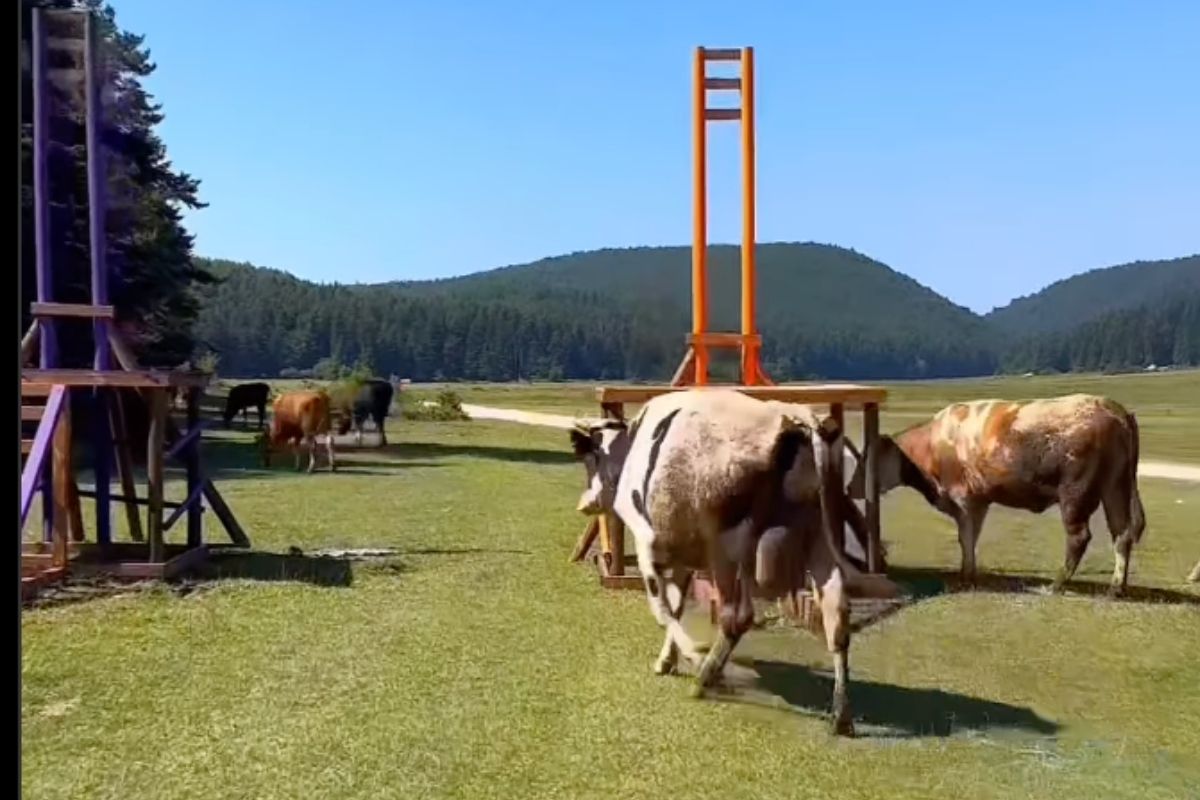 Survivor Meksika'nın çekimleri Bolu'da başladı