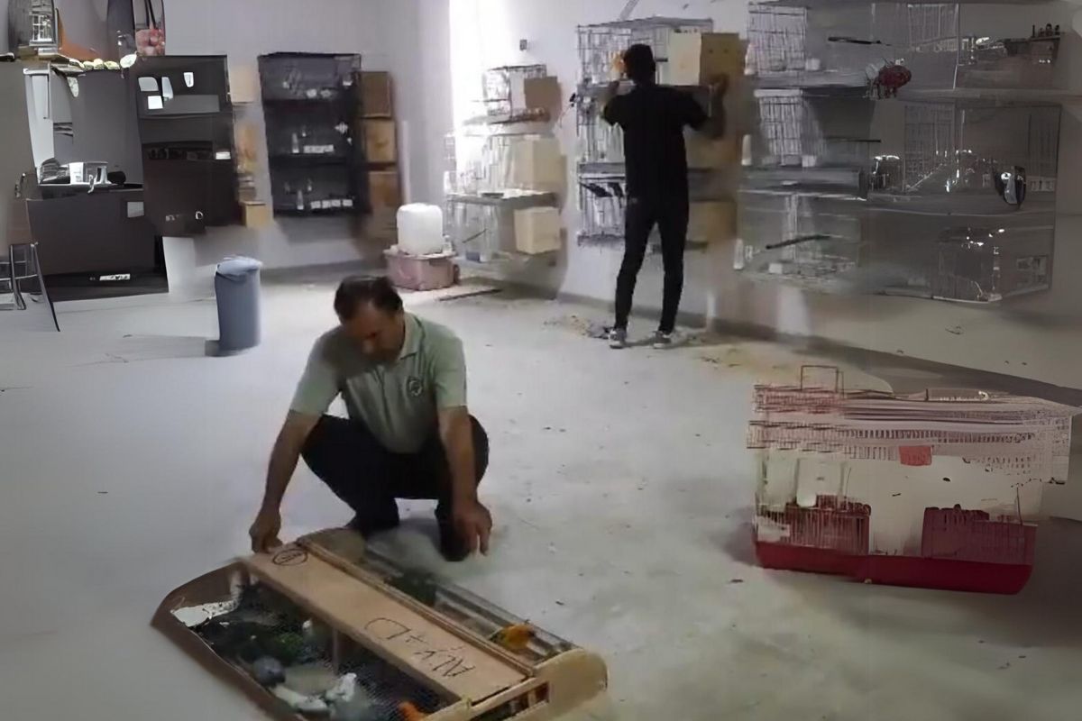 Giyim mağazasında papağan üretiyorlar