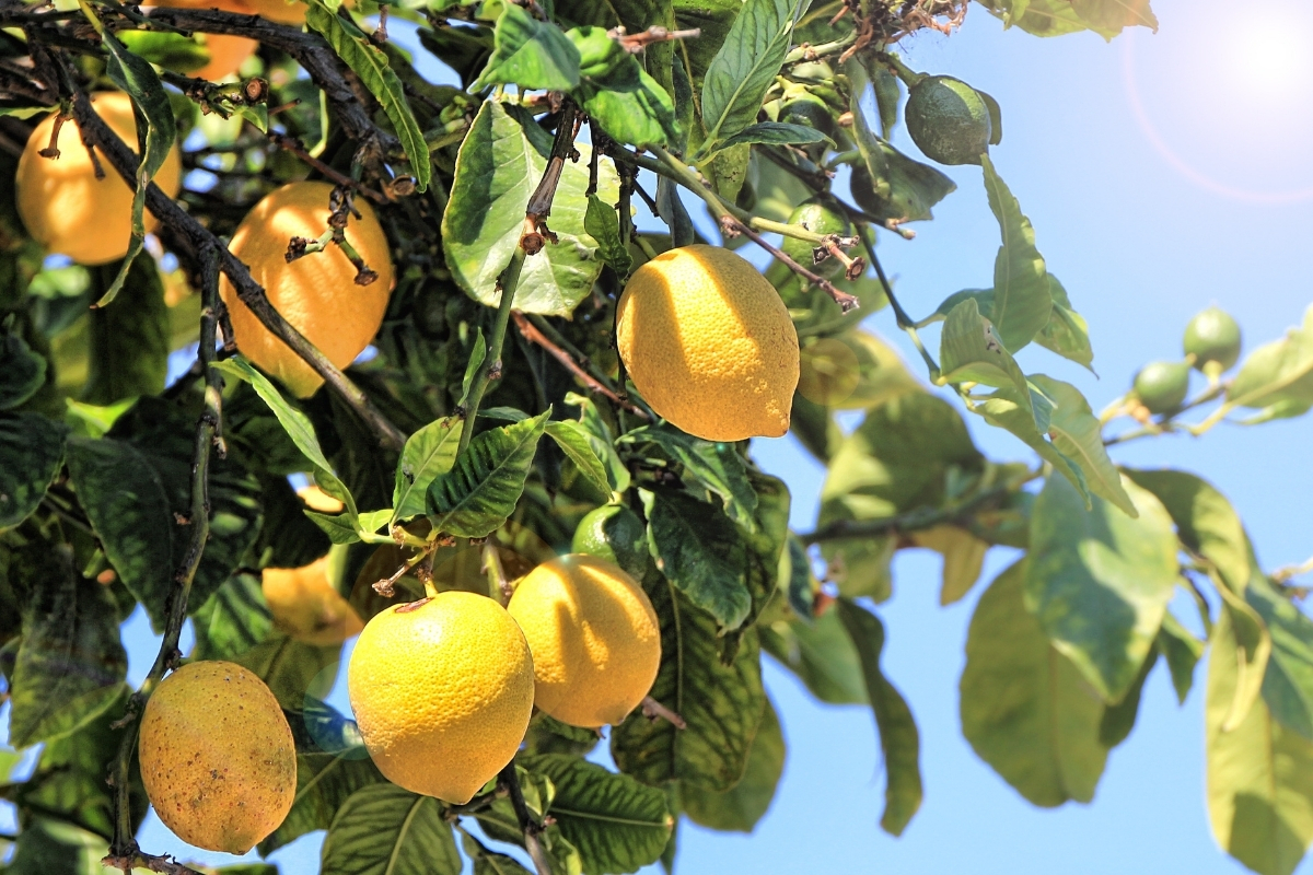Limonun durdurulamaz yükselişi... Kilogramı 100 TL’ye kadar yükseldi