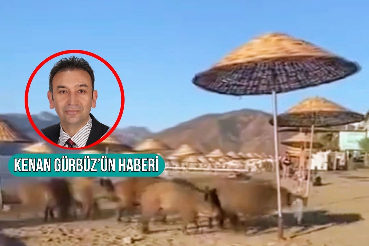 Marmaris'te domuzlar plajı bastı
