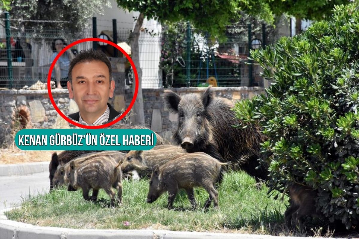 Turizm merkezlerinde plaj basan domuz alarmı