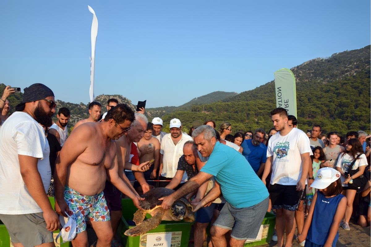 Muğla'da tedavileri tamamlanan 4 deniz kaplumbağası denize salındı