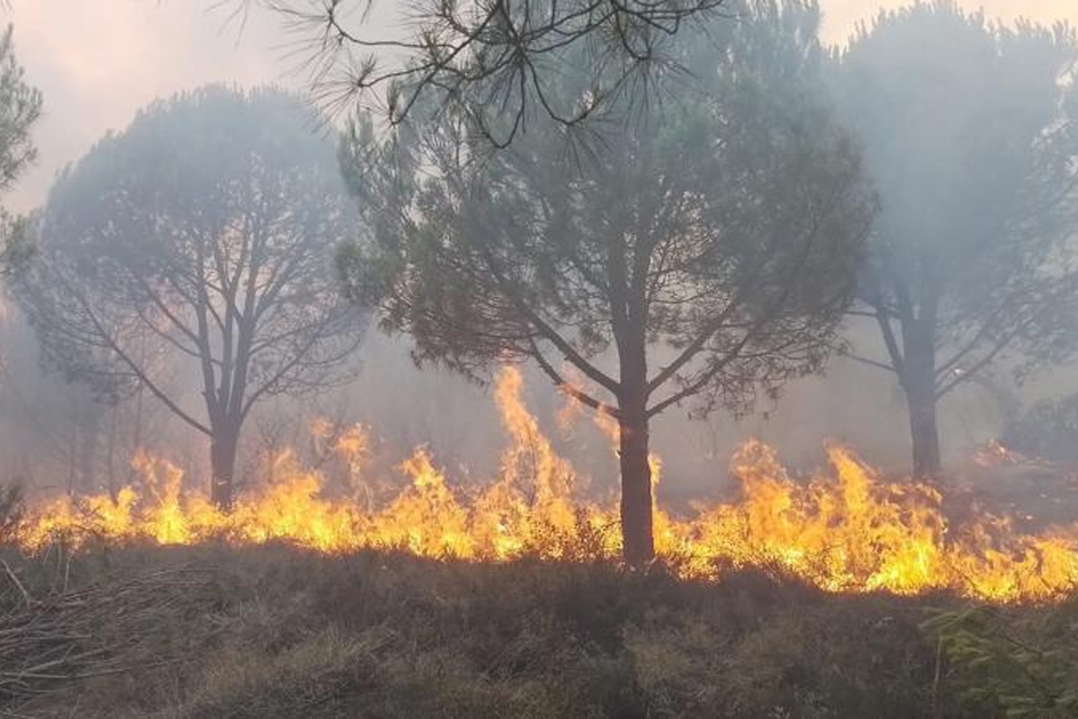 5 ilde orman yangını devam ediyor