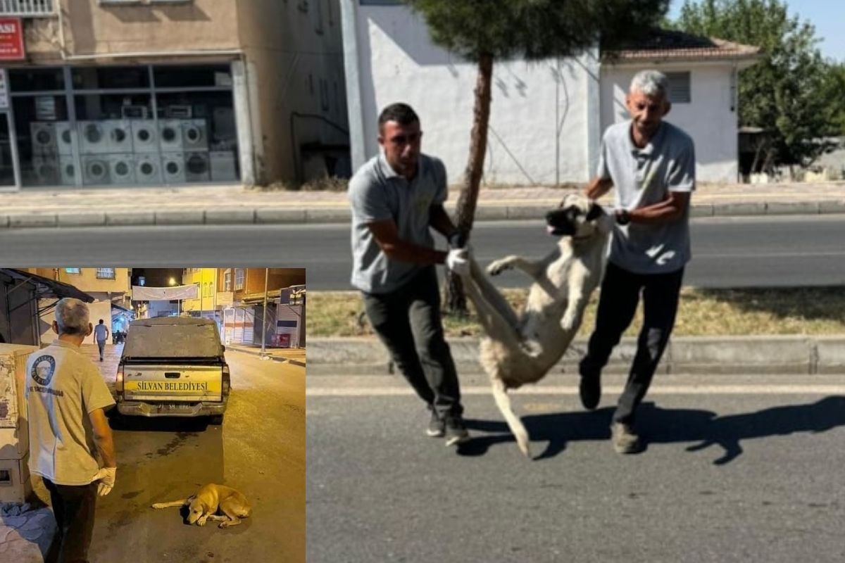 Diyarbakır Silvan'da köpekler toplanmaya başlandı
