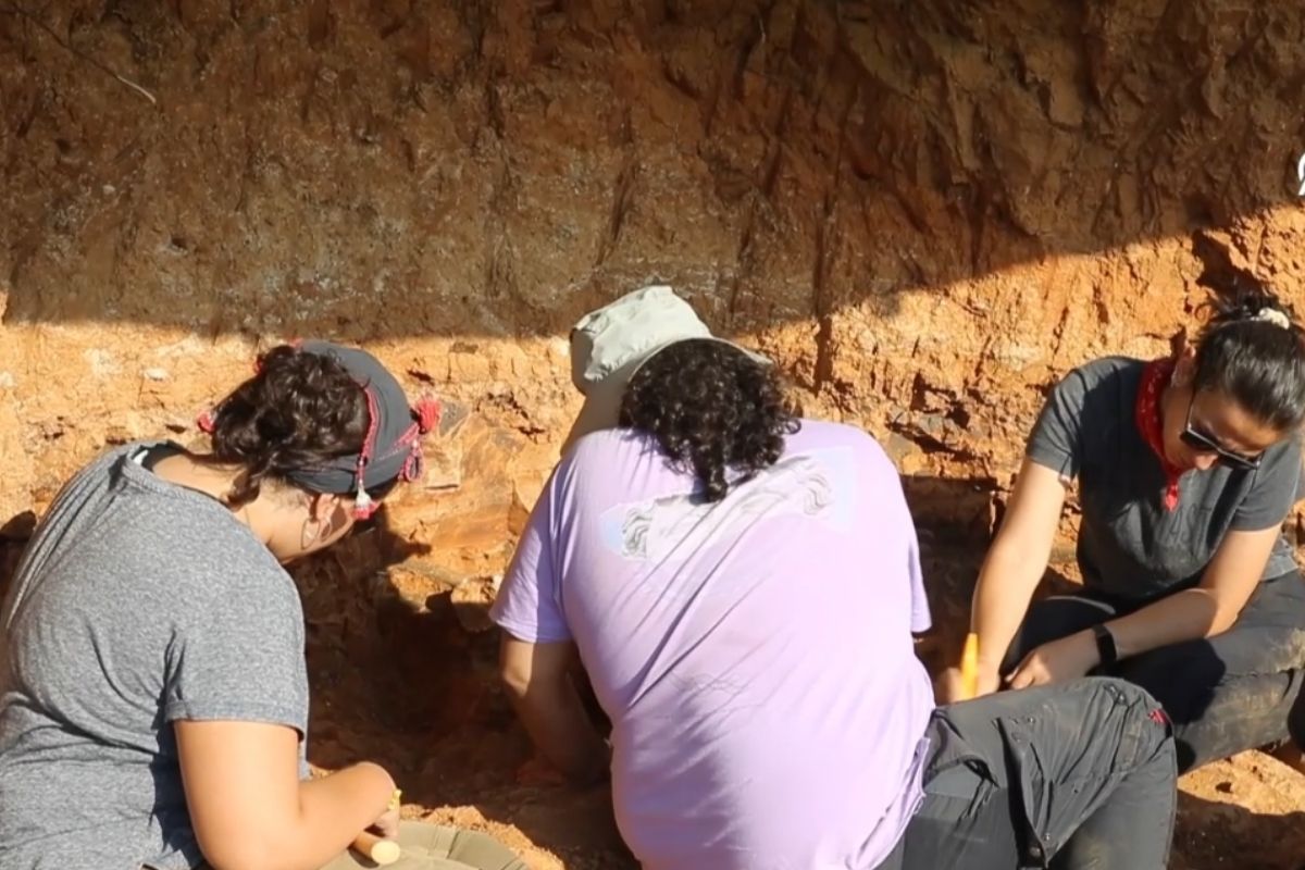 Denizli'de 9 milyon yıllık "kılıç dişli kedi" kafatası fosili bulundu