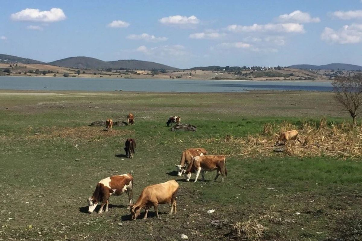 Ladik Gölü kuraklık tehlikesiyle karşı karşıya