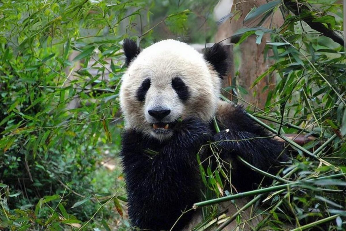 Çin'de dev panda fosili bulundu