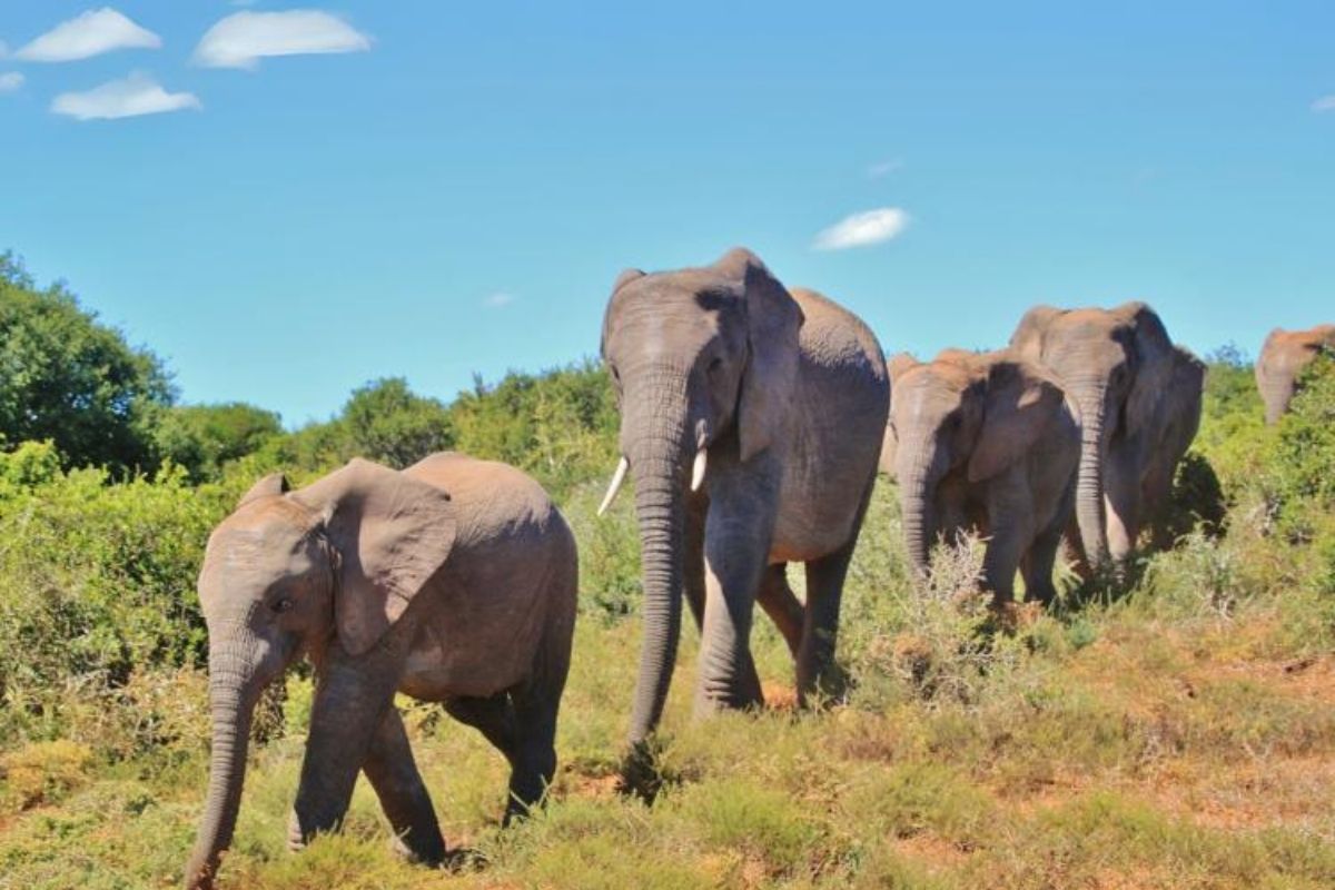 Güney Afrika'da fil alarmı