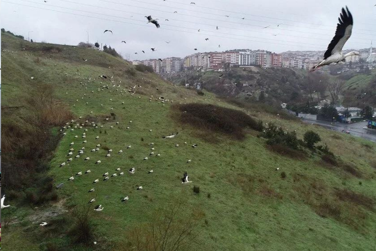 Leyleklerin göçü başladı, İstanbul üzerinden geçiyorlar