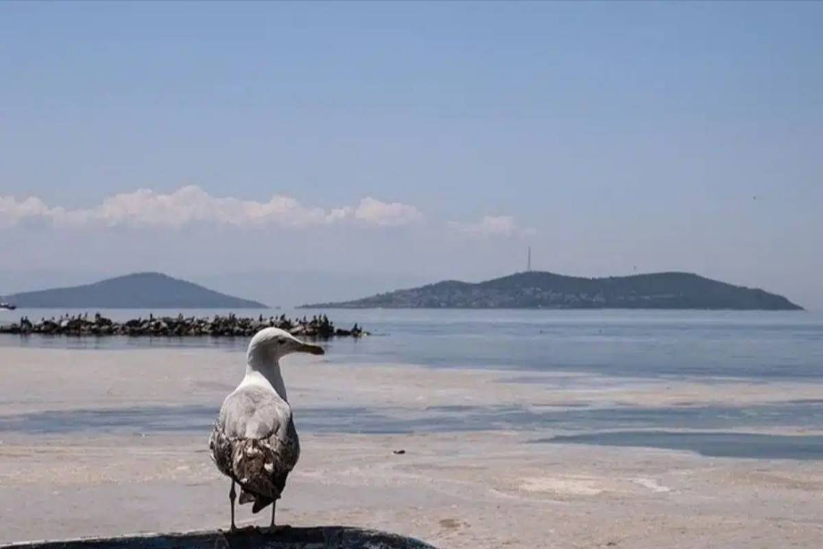 Marmara Denizi komada… Kritik eşik aşıldı